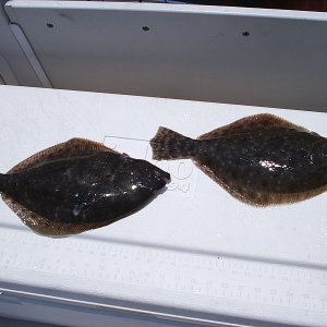 15.5" and 14.5" flounder