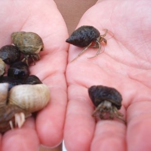Hermit Crab Delight - found by Carrie