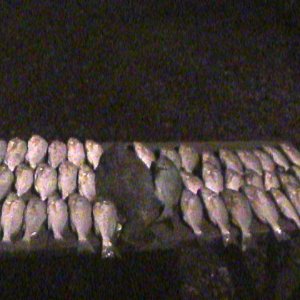 Flounder Spot Murrells Nov 2003