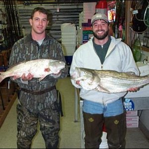 Striper & Puppy Joey Shane