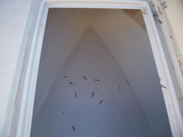 1994 WELLCRAFT V20 (9)gelcoat new floor and locker sides now looks better than new