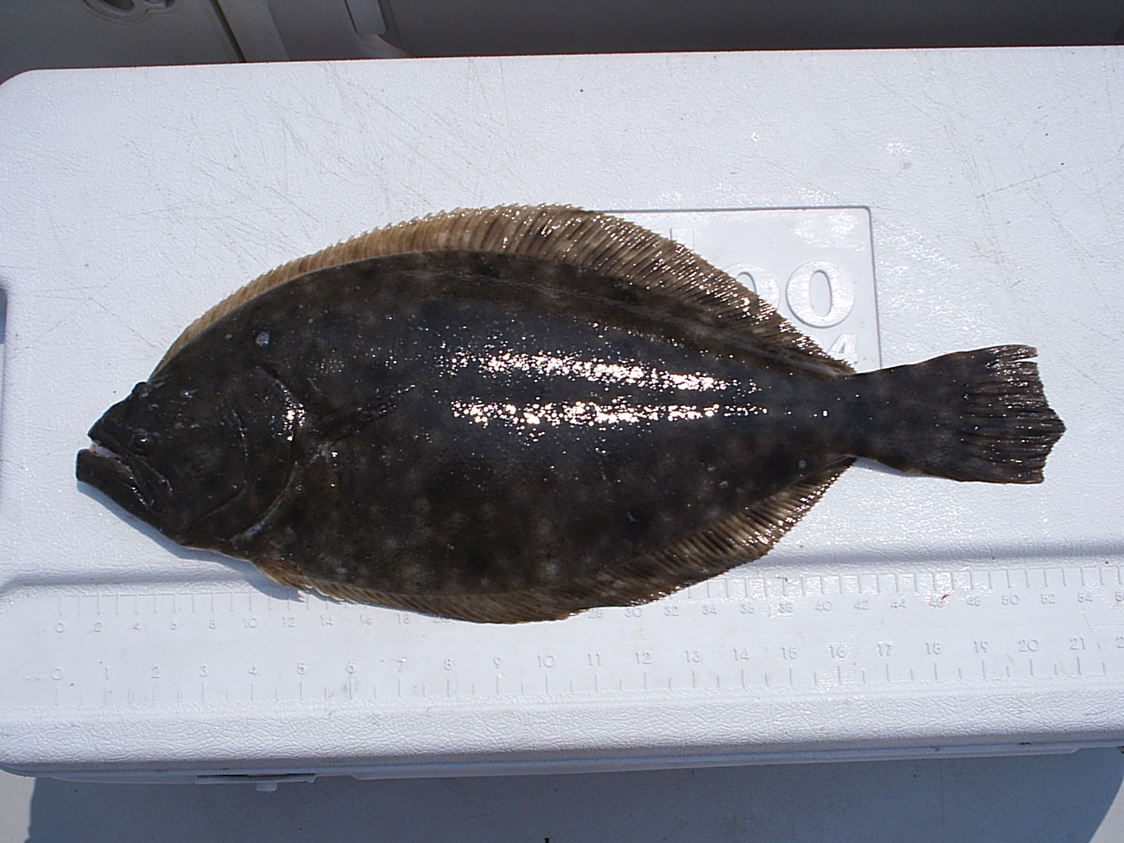21" Flounder - Little River
