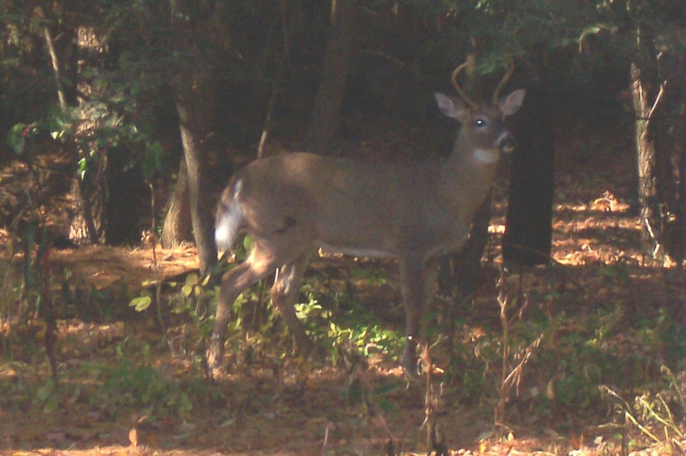3 pointer in my back yard