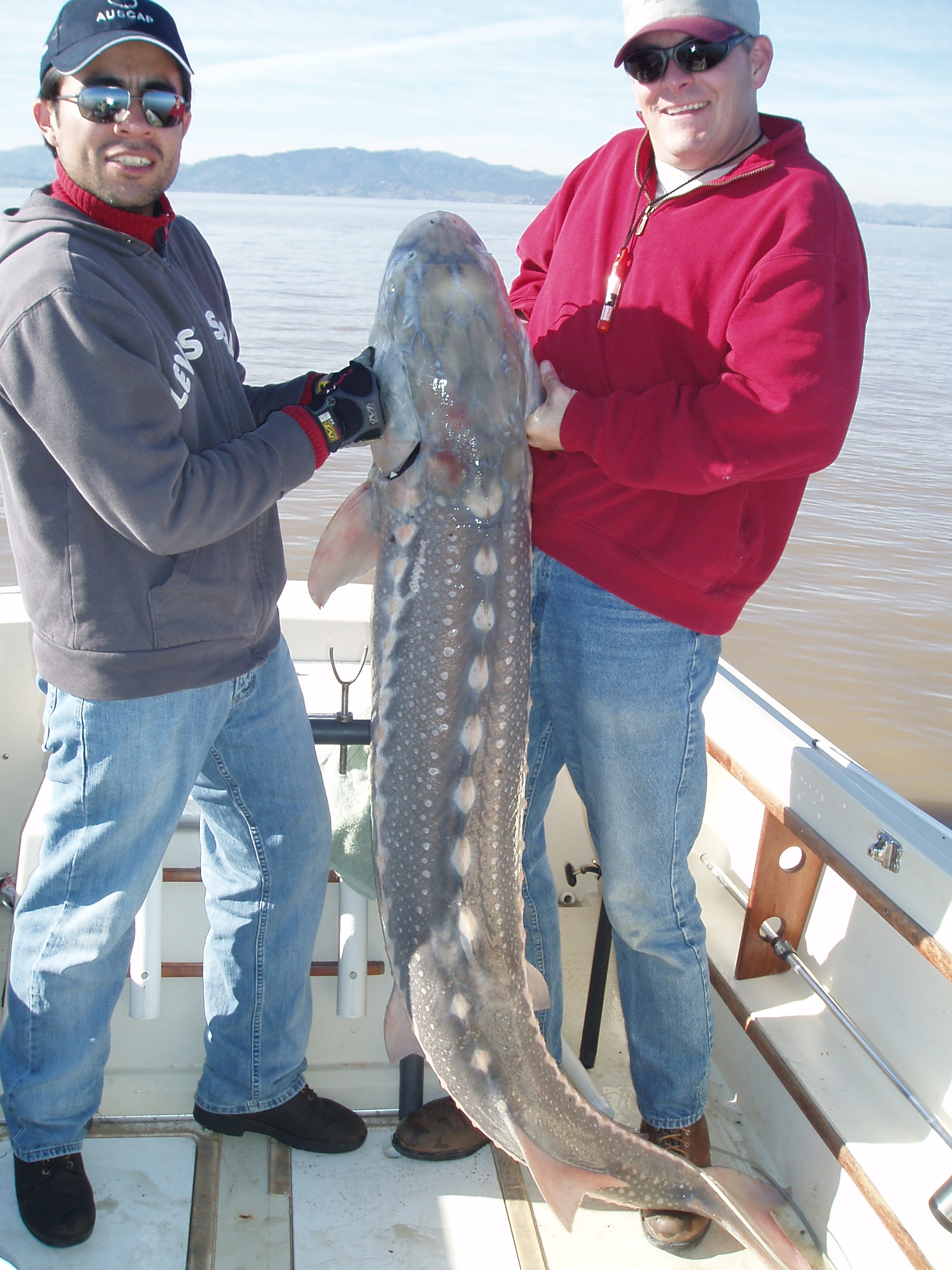 79 inch, 150 pound White Sturgeon