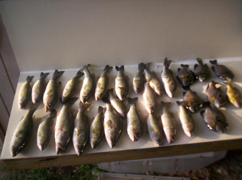 bass2 