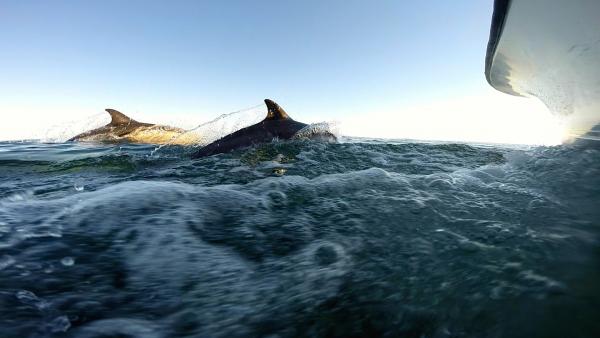 dolphins under the chines