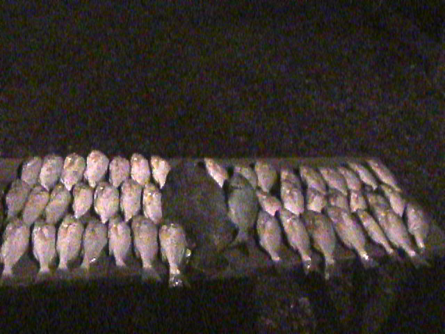 Flounder Spot Murrells Nov 2003