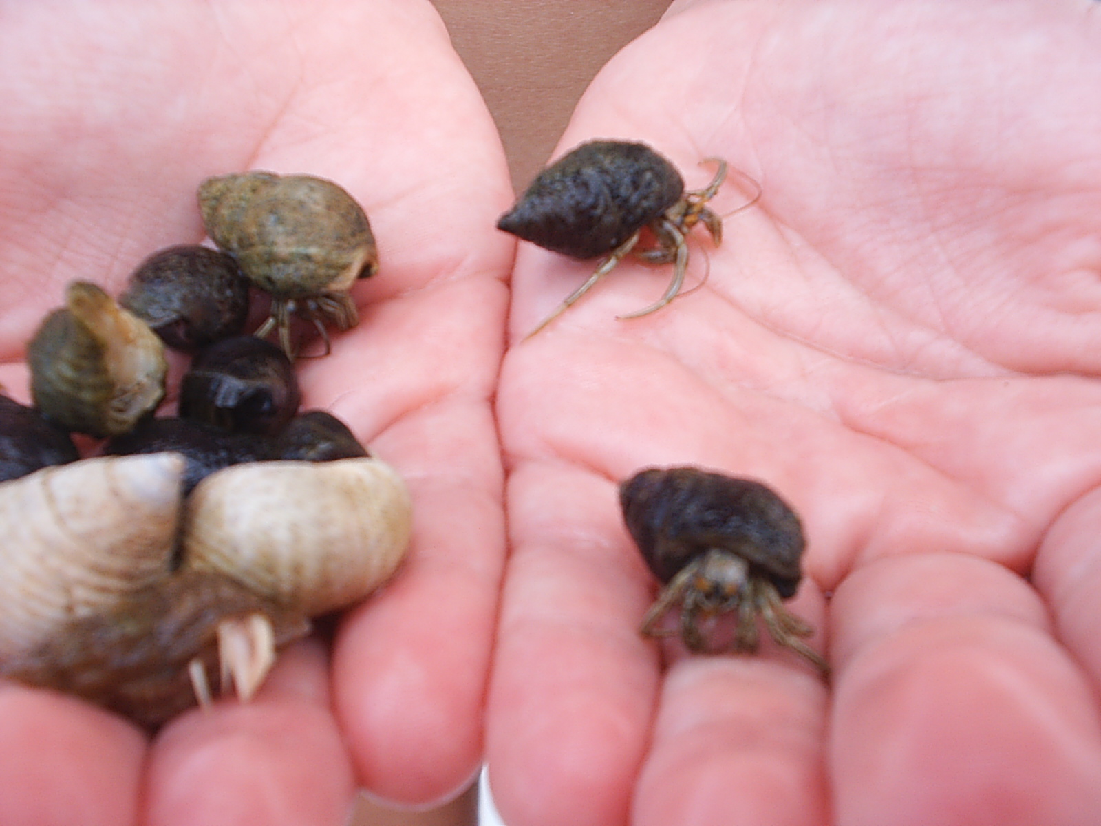 Hermit Crab Delight - found by Carrie