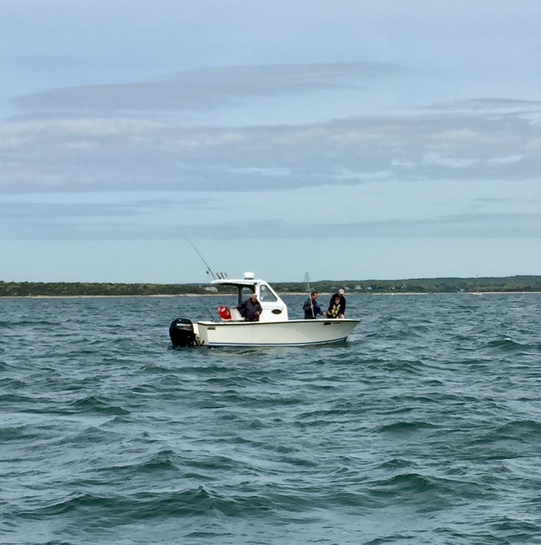 seabassn